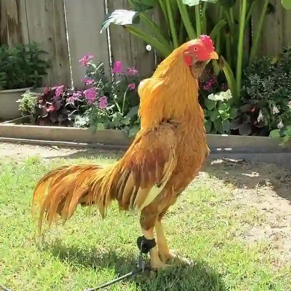 Cara Memilih Pakan Harian yang Tepat untuk Ayam Bangkok